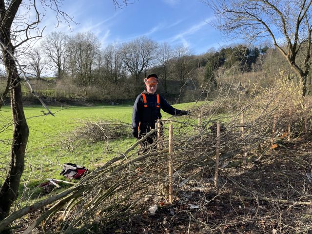 Friends of the Lake District_hedge laying_ FLD ONLY