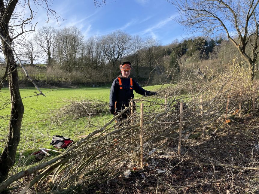 Friends of the Lake District_hedge laying_ FLD ONLY