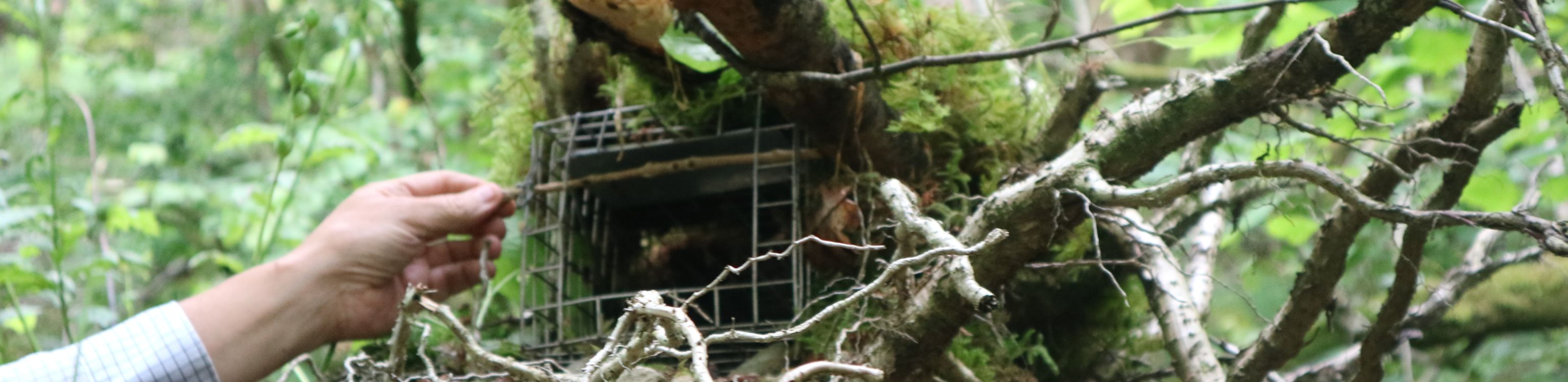LANTRA Grey Squirrel Trap 1 All Usage