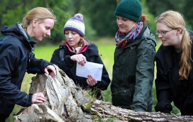 Forestry panel