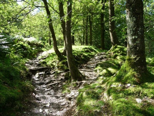BSC WOODLAND ECOLOGY CONSERVATION degree univerisity