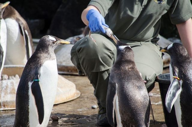 Feeding penguins