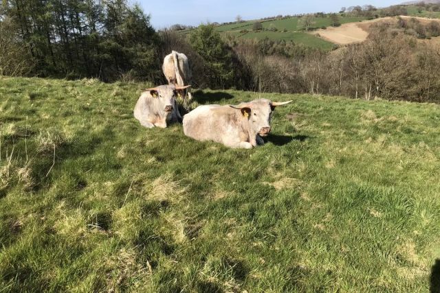 Ezgif com webp to jpg converter 4