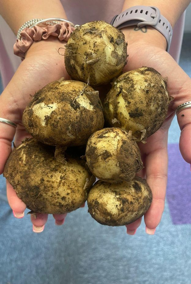 Holding potatoes in hand photo