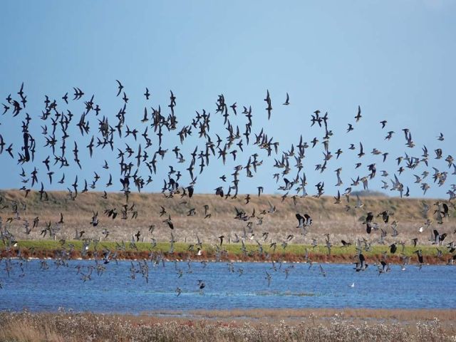 Ecology and Wildlife Conservation IFY