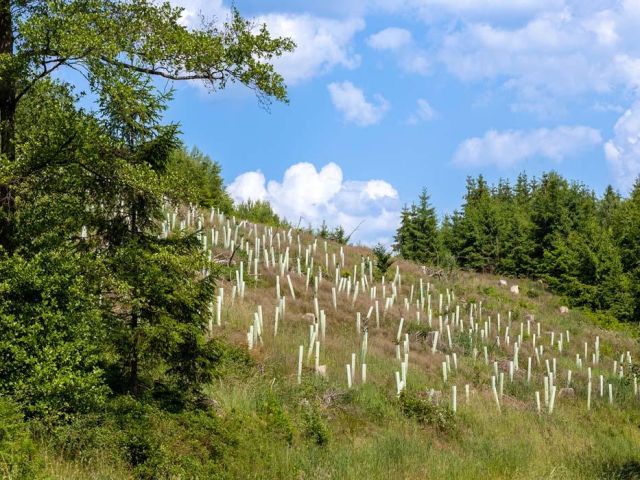Forest management