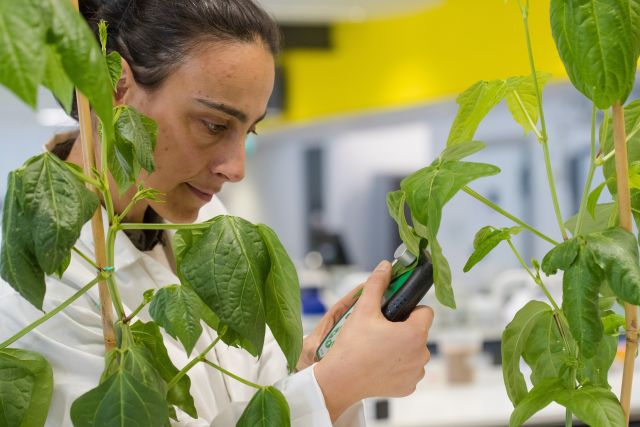 BIO Plant Science 13