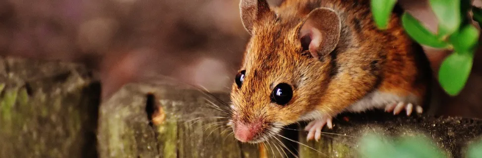 Mouse 1708177 1280