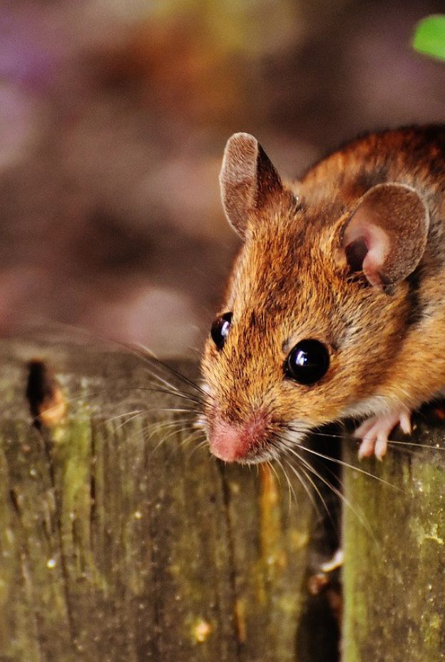 Mouse 1708177 1280