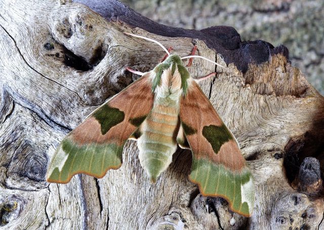 Moth 1811510