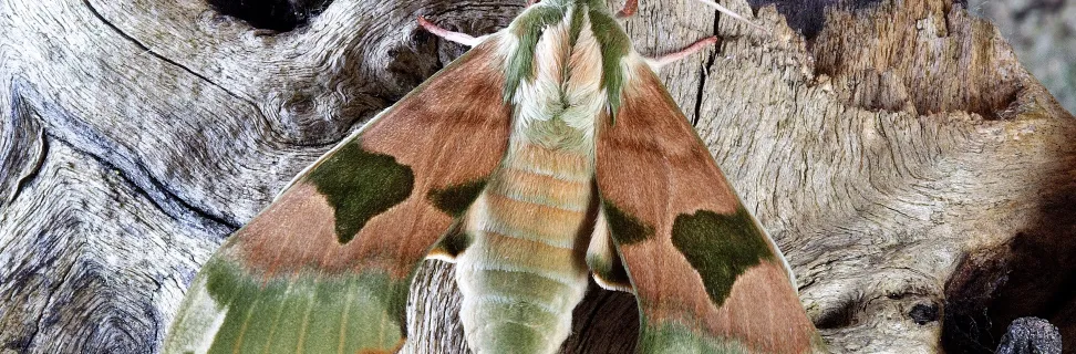 Moth 1811510