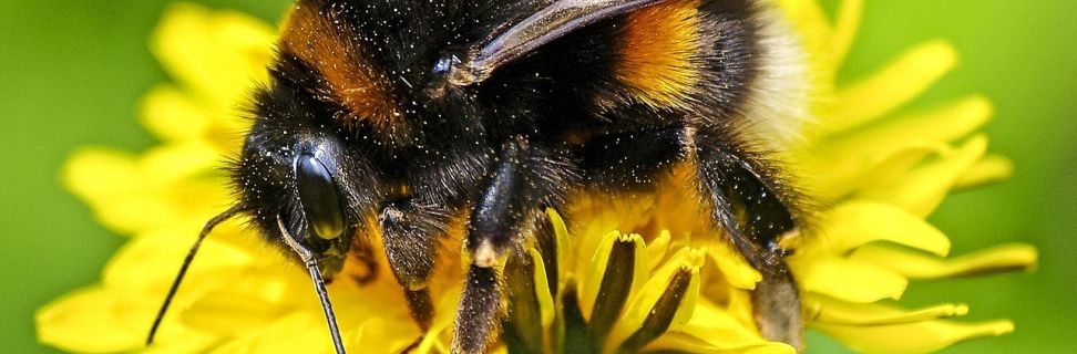 Bumblebee 2391930 1280