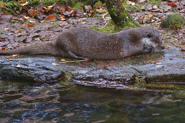Otter 4661986 1280
