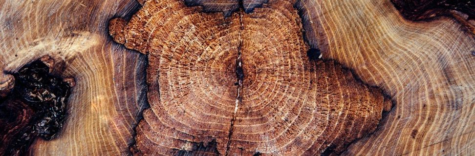 Tree trunk 4890429 1280