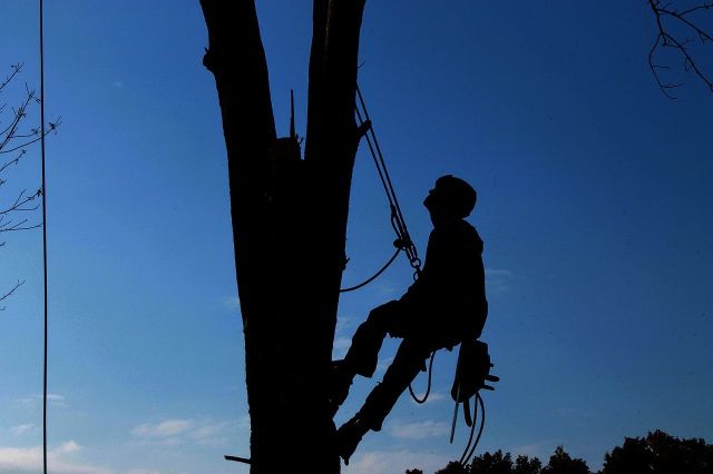 Tree service 1059484 1280