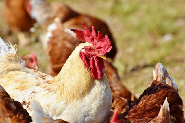 Chickens 3607866 1280