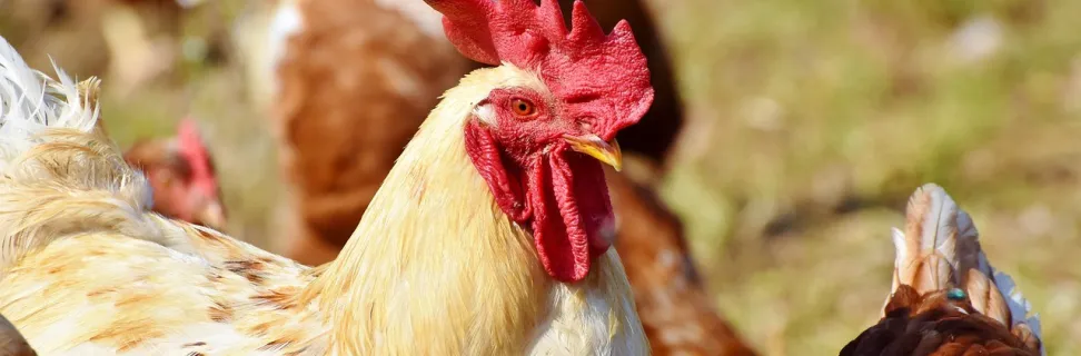 Chickens 3607866 1280