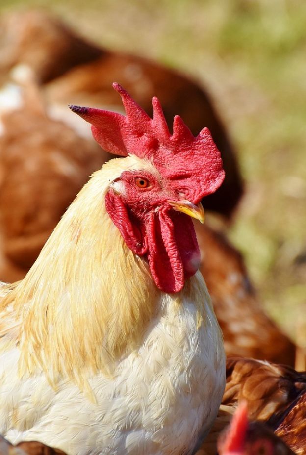 Chickens 3607866 1280