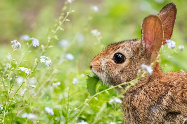 Rabbit 6810535 1920