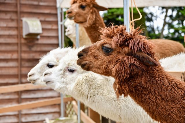 Alpaca 7169203 1280