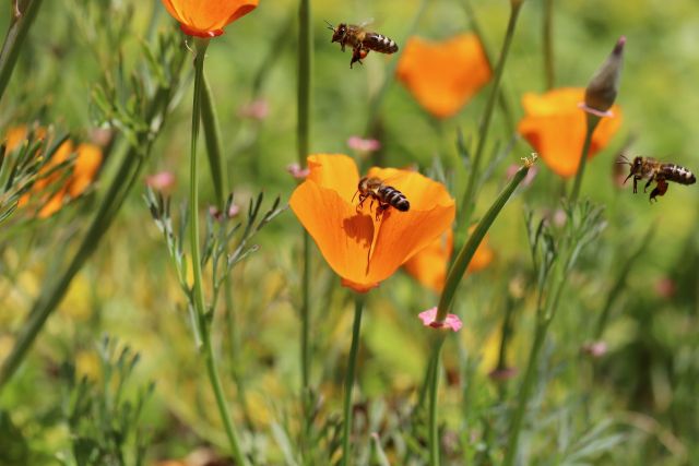 Gold poppy 5278111 1920