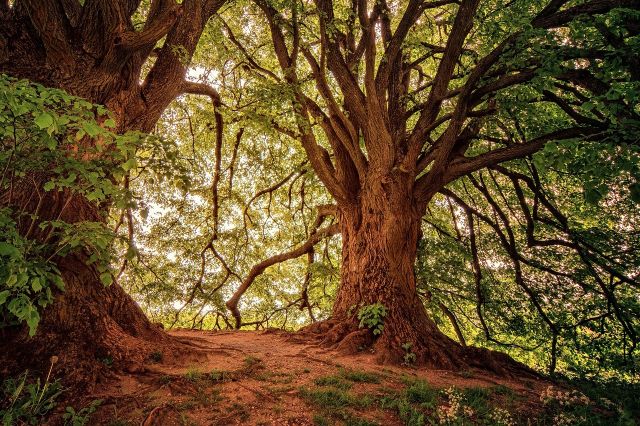 Forest 3369950 1280