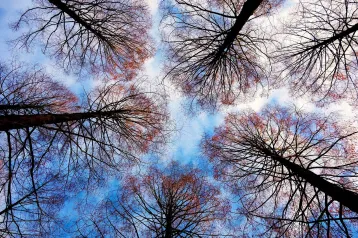 Treetops 2991743 1280