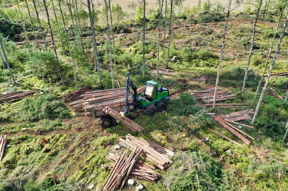 Forest 6596154 1280