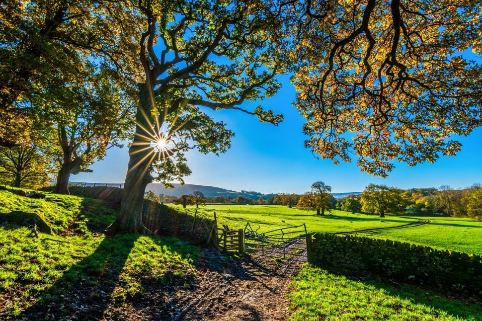 Trees 2900064 1280
