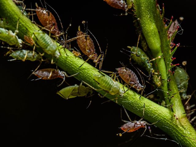 Aphid 6915026 1280