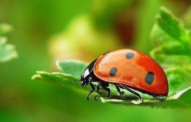 Insect 7227468 1280