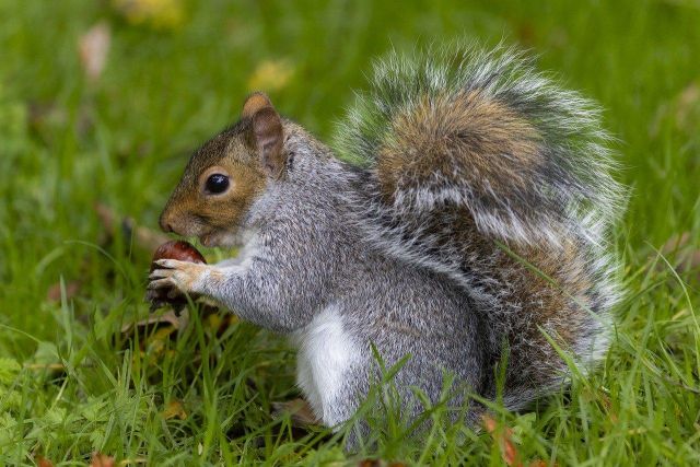 Squirrel 8367079 1280