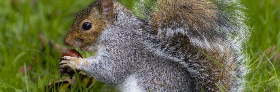 Squirrel 8367079 1280