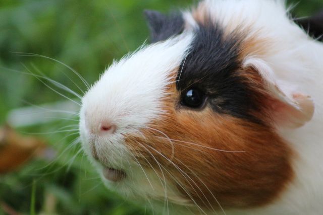 Guinea pig 4296814 1280