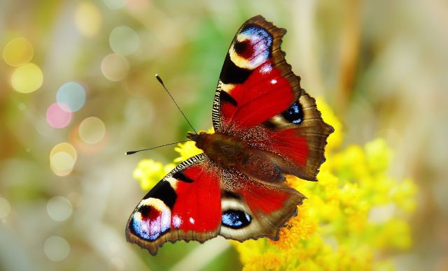 Fairy peacock 4059457 1280