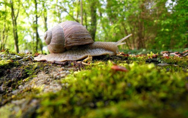 Snail 3780924 1280