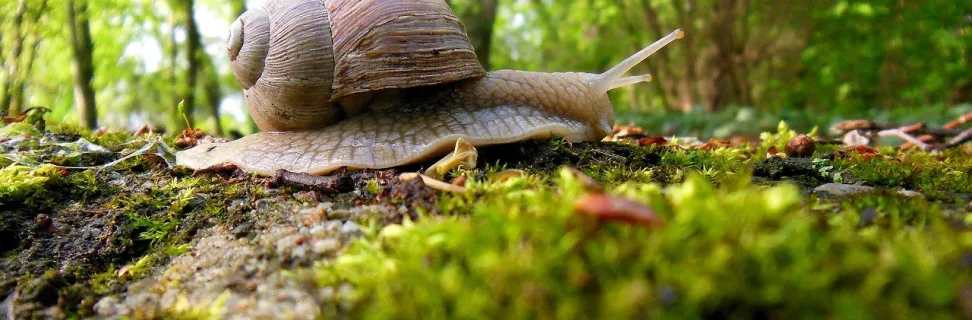 Snail 3780924 1280