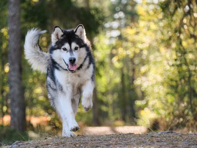 Dog 7330712 1280