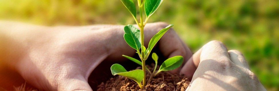 Plant 7702566 1280