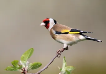 Bird 4410411 1280