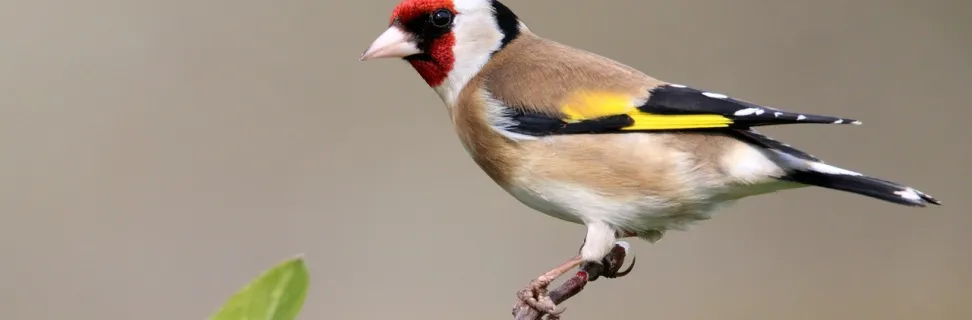 Bird 4410411 1280