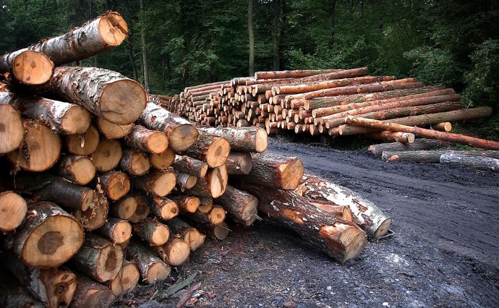 Wood 3662510 1280