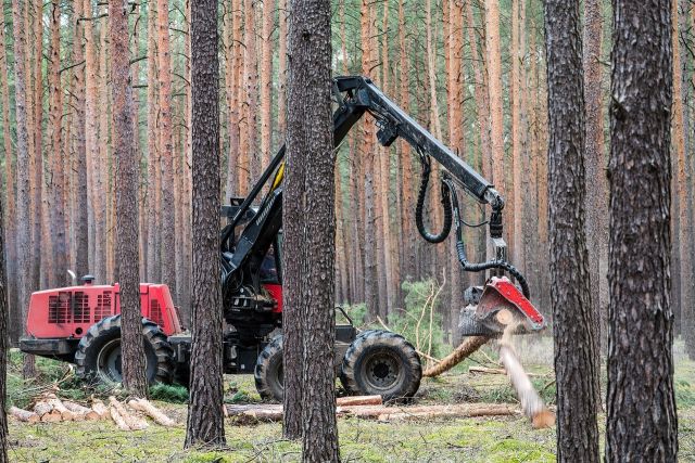 Forest 5441466 1280