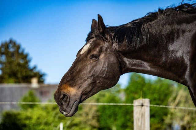 Horse 8472924 1280