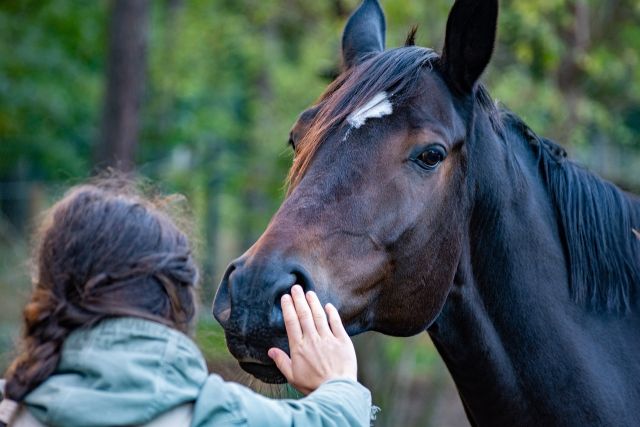 Horse 5628881 1280