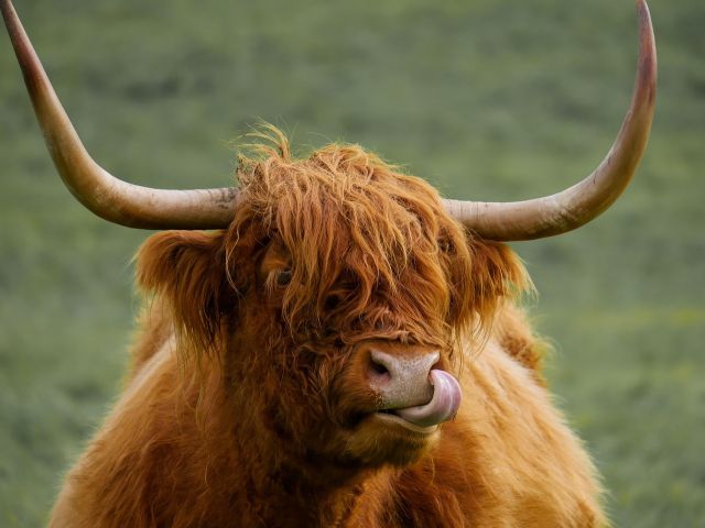 Highland cattle 3192554 1280