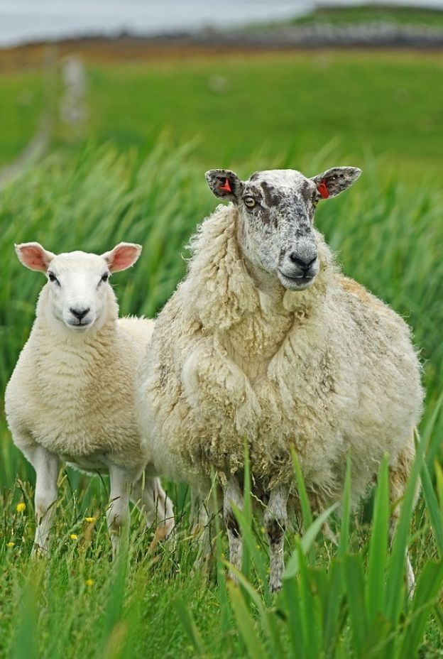 Sheep 7117465 1280