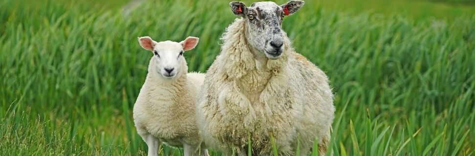 Sheep 7117465 1280