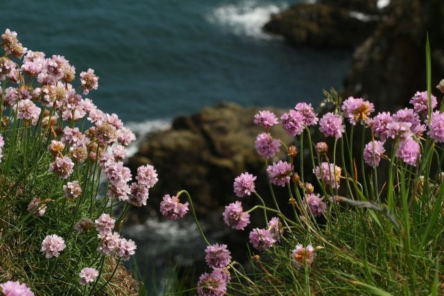Sea thrift 4084695 1280