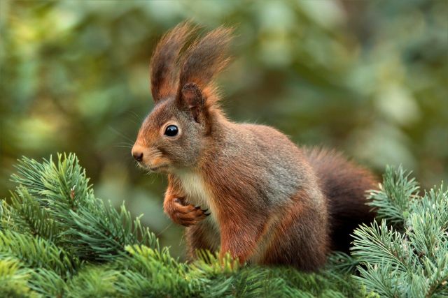 Squirrel 619968 1280